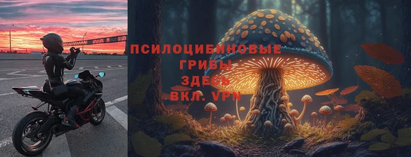 стаф Аркадак